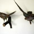 Ausgestopfte Vögel im Biologie-Lehrsaal 6/2006