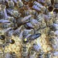 Bienen-AG 5/18